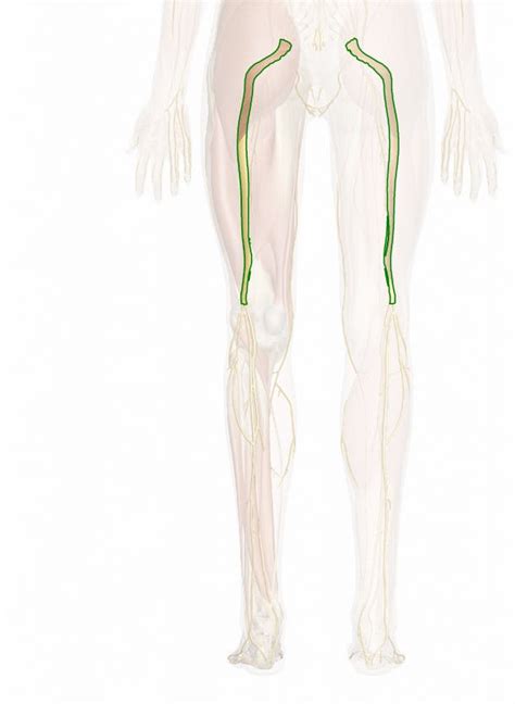 Sciatic Nerve Pathway Anatomy