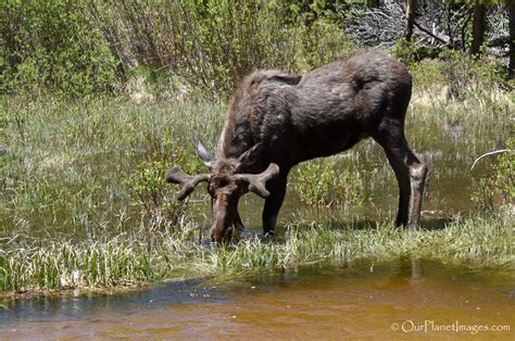 Hoofed mammals - "Our Planet" Images