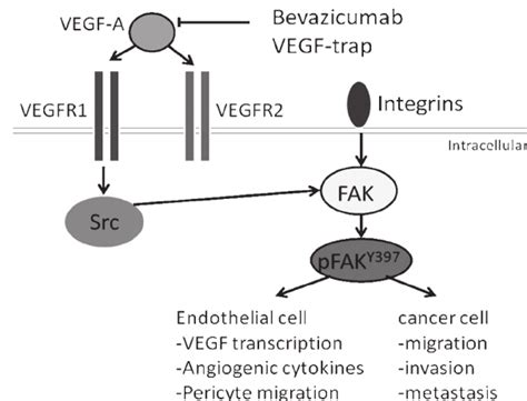 Fak Molecular Pathway In Cancer Cell And Tumor Associate Endothelial