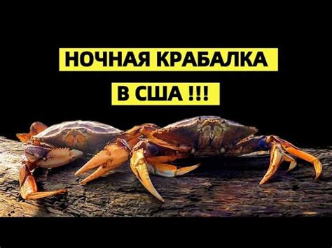 ЭТО КРАБАЛКА ИЛИ ГРИБАЛКА? НОЧНАЯ ЛОВЛЯ КРАБА В США. ТИХИЙ ОКЕАН ...