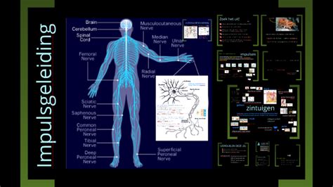 Zenuwstelsel By Wietske Logtenberg On Prezi