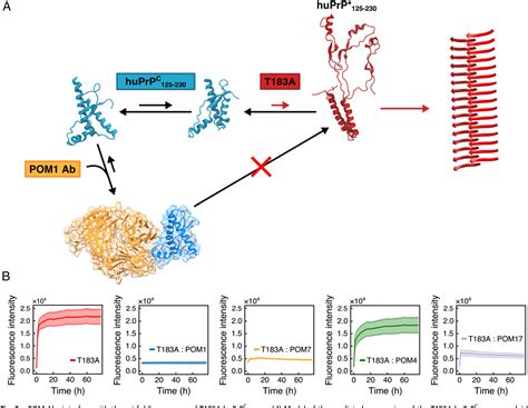 Figure 3 From Mechanism Of Misfolding Of The Human Prion Protein