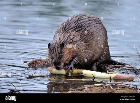 Feeding Robert Mcgouey Hi Res Stock Photography And Images Alamy