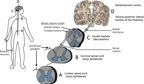 Touch Central Processing Foundations Of Neuroscience