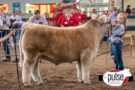 Rcc Blog Here I Am Sires Grand Champion Steer At Iowa State Fair