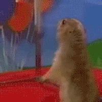 Prairie Dog GIF - Find & Share on GIPHY