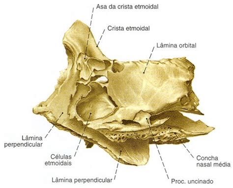 Etmóide Vista Lateral Anatomia Dos Ossos Anatomia Ossos Cabeça E