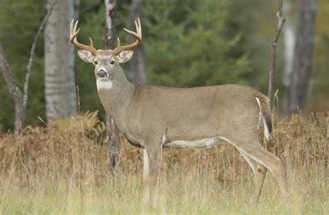 Michigan Hunters Reminded To Report Deer Harvests To Dnr News Sports