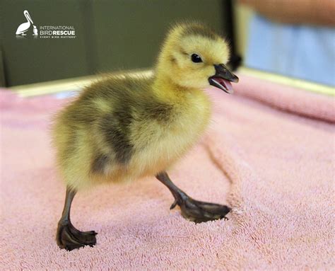 Patient of the Week: Canada Gosling - International Bird Rescue