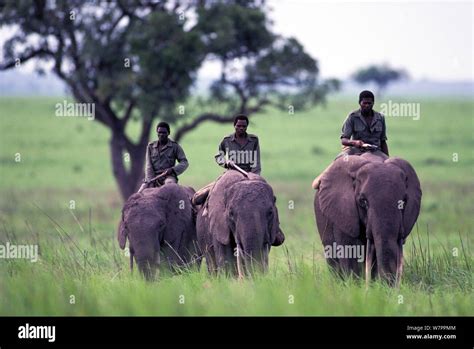 Domesticated African Elephants Loxodonta Africana With Cornacs Riding Across Garamba National