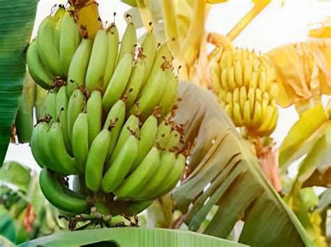 Exportaciones Ecuatorianas De Banano Alcanzan Las Millones De