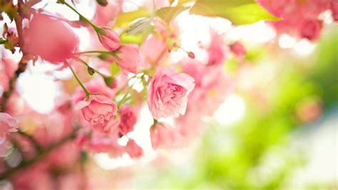 1920x1080 Leaves Pink Tree Branches Spring Flowers