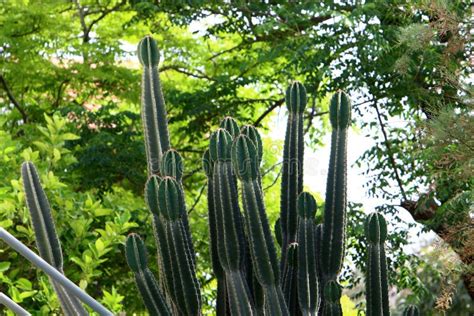 Cactus Grandes E Espinhosos Imagem De Stock Imagem De Macro Flor