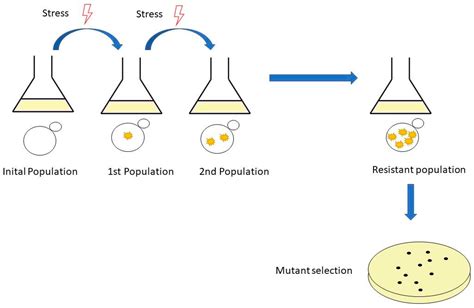 Fermentation Free Full Text Adaptive Laboratory Evolution Of Yeasts