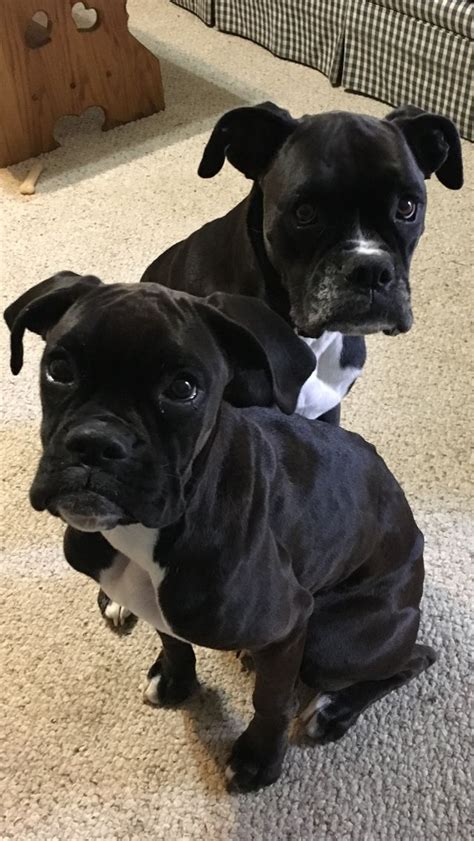 Black Boxer Puppies / AKC Black Boxer Champion Boxer Puppy For Sale In ...