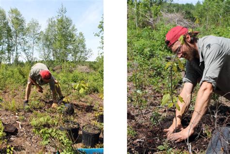 Le Hub Des Solutions Climat La Reforestation Sociale Le Hub Des