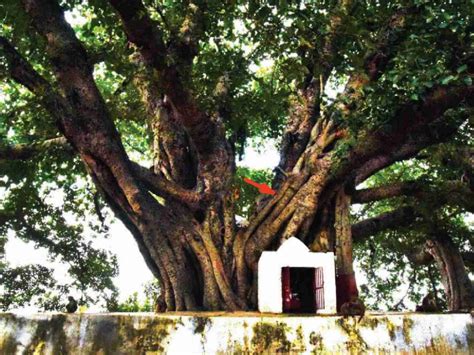 Oldest carbon dated banyan tree in the world discovered near Narora in ...