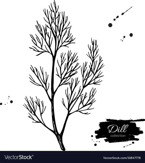 Dill Hand Drawn Isolated Royalty Free Vector Image