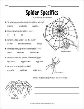 Spider Labeling Diagram - Parts of a Spider Worksheet + Book Questions