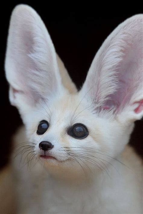 Raposa Fennec Um Dos Animais Mais Raros Do Mundo