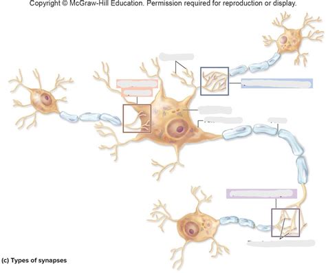 Synapses Diagram Quizlet