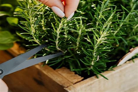 Rooting Rosemary Cuttings Water Method Step By Step Guide