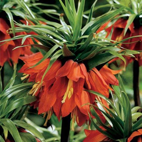 Fritillaria Imperialis Rubra | K. van Bourgondien