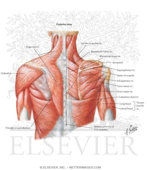 28+ Shoulder Muscles Diagram Labeled Images | altravoceilblog