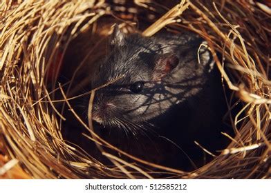 966 Black Gerbil Images, Stock Photos & Vectors | Shutterstock