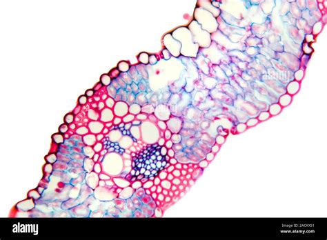 Wheat leaf. Light micrograph of a section through a leaf from a common wheat (Triticum aestivum ...