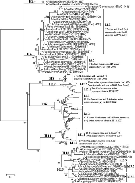 The Panorama Phylogenetic Tree Of Subtypes H H H H H H