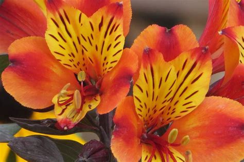 Alstroemeria Princess Diana Peruvian Lily Garden