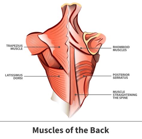 Pain in Trapezius | Trap Muscle | Florida Orthopedic