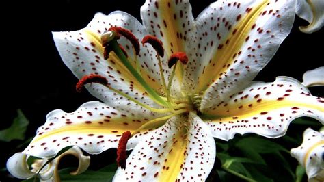 Lilies Plant Care And Collection Of Varieties