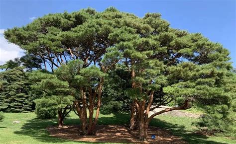 5 Different Types of Japanese Pine Trees & Identifying Features