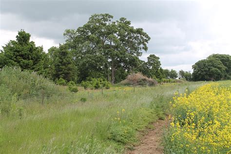 The Edge Of Larch Plantation J Hannan Briggs Geograph Britain And