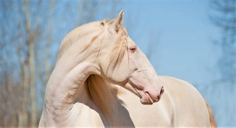 15 Native Spanish Horse & Pony Breeds (With Images)