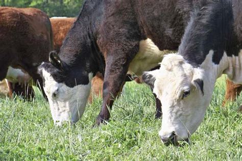 Ideal for dairy, cattle farming | The Citizen