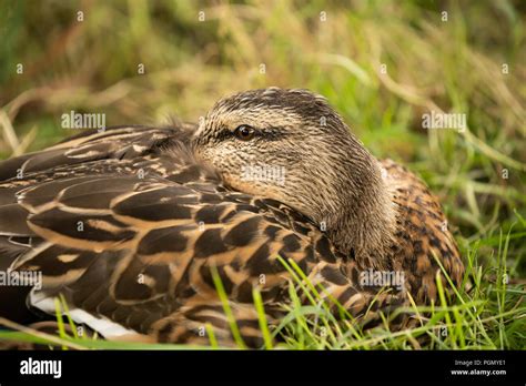 Female Mallard Duck Resting But Very Wary Valley Gardens Harrogate