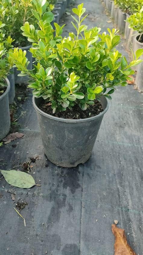 Şimşir Bodur çit Şimşir Buxus sempervirens rotundifolia Enfidan