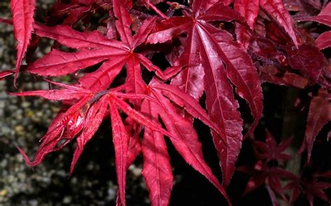 Buy Red Emperor Japanese Maple 3 Gallon 24 30 Ht Japanese Maples