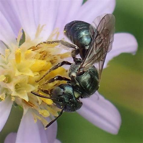 Ceratina Ceratina Bugguidenet