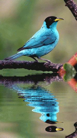 Animated Gif Images Of Birds | Best Wallpaper - Best Wallpaper HD