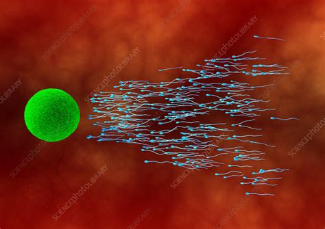 Fertilization Stock Image P Science Photo Library