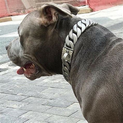 Lone Star Large Matte Finish Dog Collar - BIG DOG CHAINS — BIG DOG CHAINS, Delow Manufacturing Inc.