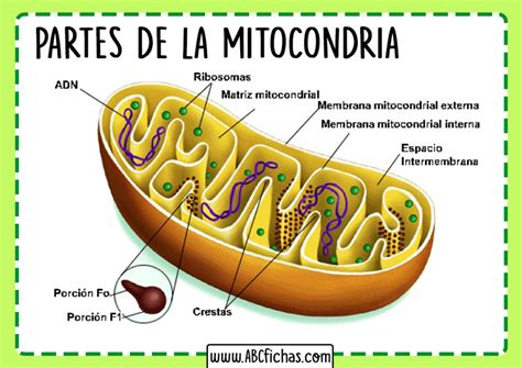 La Mitocondria Funcion Estructura Y Partes Que La Componen