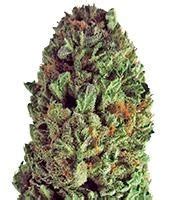 Buy Blue Dream Feminized Seeds By Blimburn Seeds Herbies Seeds