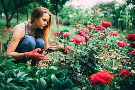 Roses – Types and Pruning — Stevensville Garden Gallery