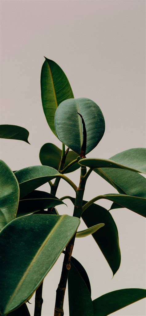 Aesthetic Wallpapers Pinterest Green : List of best aesthetic wallpaper for iphone today by ...