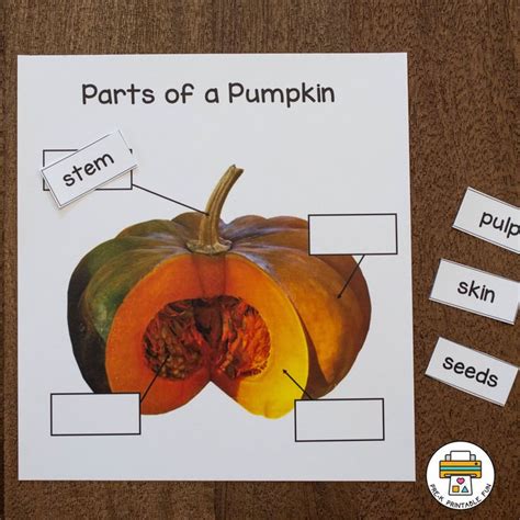 Parts Of A Pumpkin Printable